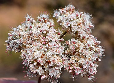 Environmental flower image